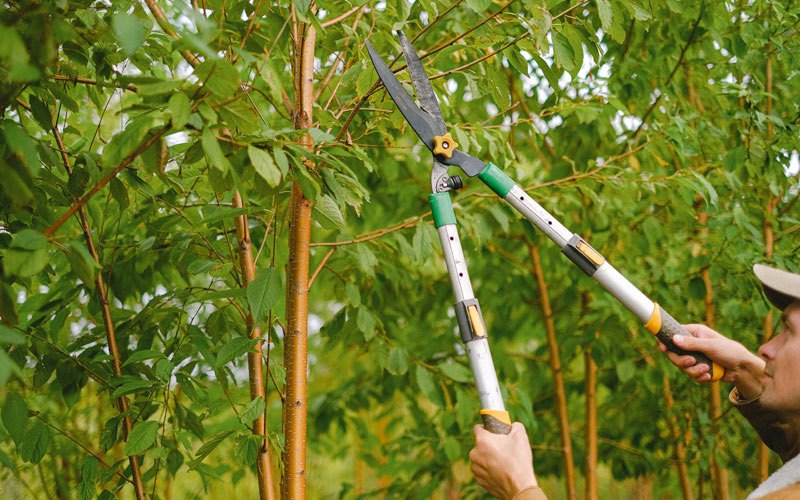 Tree trimming in Richland, NY